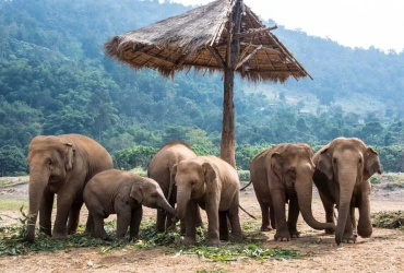 Chiang Mai – Parc naturel d’éléphants (B/L/-)