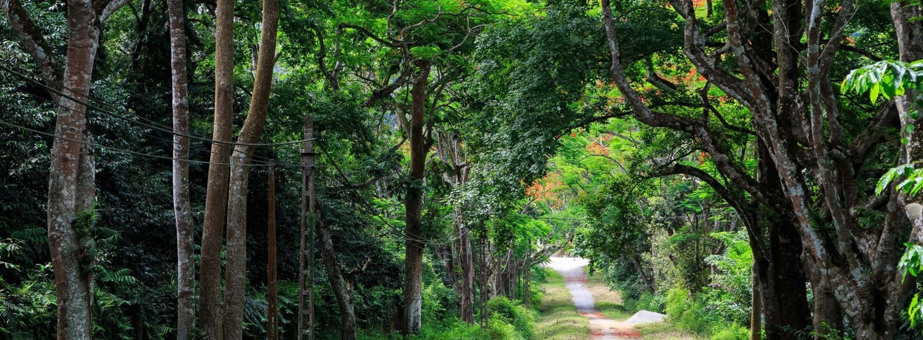 Trekking au parc national de Cuc Phuong : Aventure extraordinaire au Vietnam