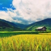 Saison des rizières au Vietnam : 5 lieux magiques en septembre