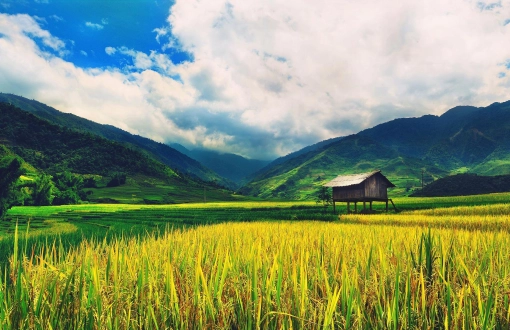 Saison des rizières au Vietnam : 5 lieux magiques en septembre