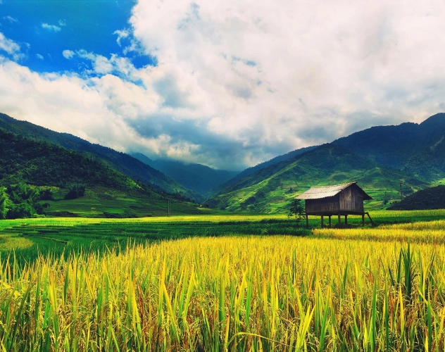 Saison des rizières au Vietnam : 5 lieux magiques en septembre