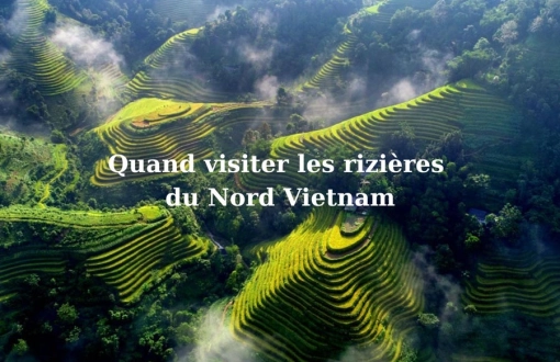 Quand visiter les rizières du Nord Vietnam : calendrier des plantations et récoltes
