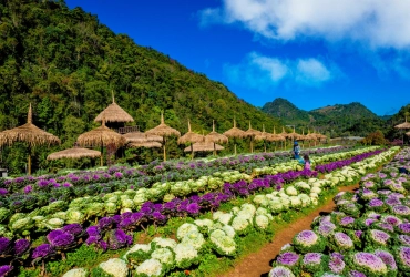 Doi Angkhang – Chiang Mai (B/-/-)