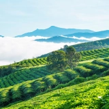 Voyage à Da Lat 3 jours: Samten Hills doré, Puppy Farm et jardins fleuris