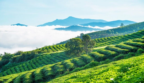 Voyage à Da Lat 3 jours: Samten Hills doré, Puppy Farm et jardins fleuris