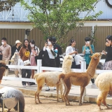 Voyage à Da Lat 3 jours: Samten Hills doré, Puppy Farm et jardins fleuris