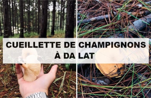 Top expérience nature : cueillette de champignons à Da Lat
