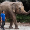Top 6 meilleurs places pour voir les éléphants au Cambodge