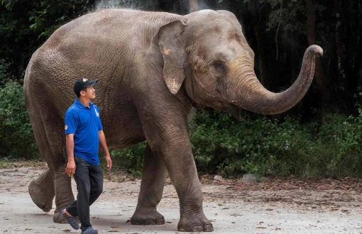 Top 6 meilleurs places pour voir les éléphants au Cambodge