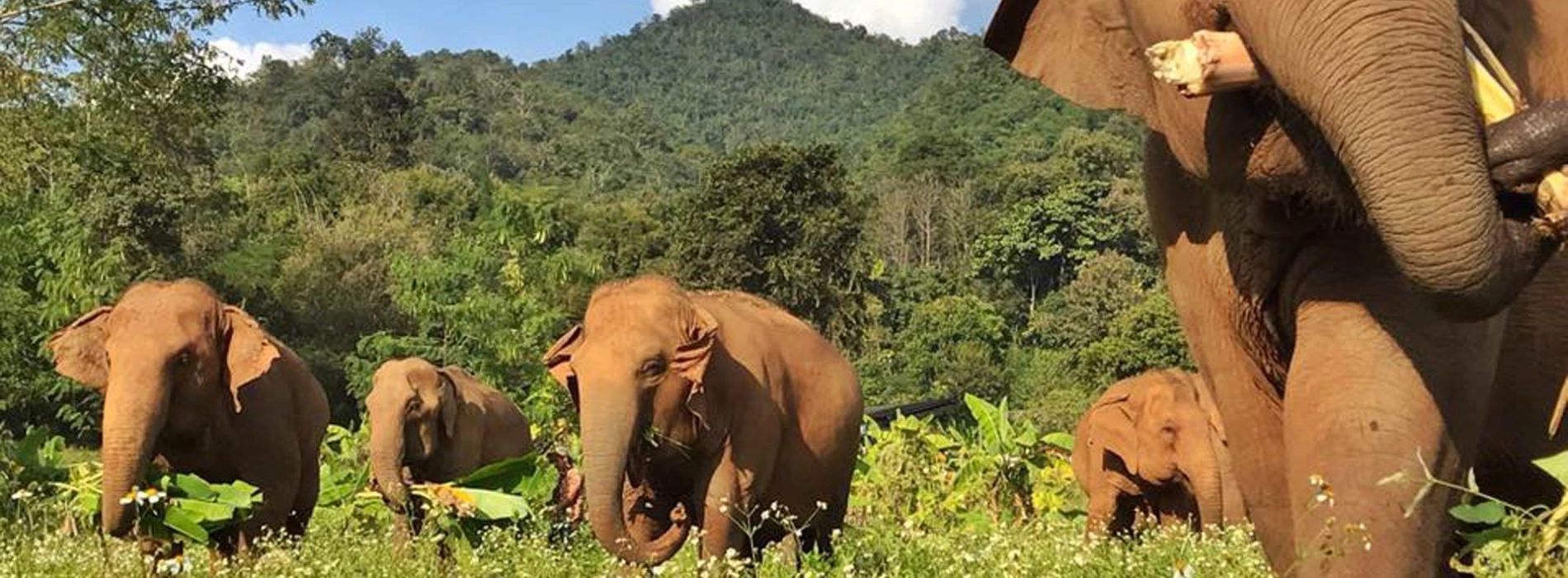 Top 6 meilleurs places pour voir les éléphants au Cambodge