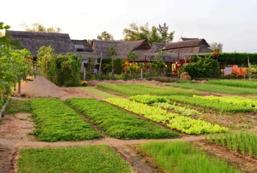 Circuit agricole et de pêche à Hoi An (B/L/-)