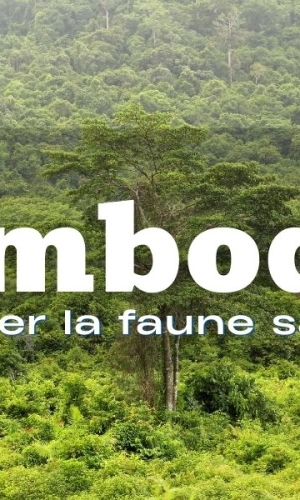 Observer la faune sauvage au Cambodge : une expérience nature unique en Asie du Sud-Est