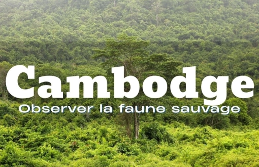 Observer la faune sauvage au Cambodge : une expérience nature unique en Asie du Sud-Est