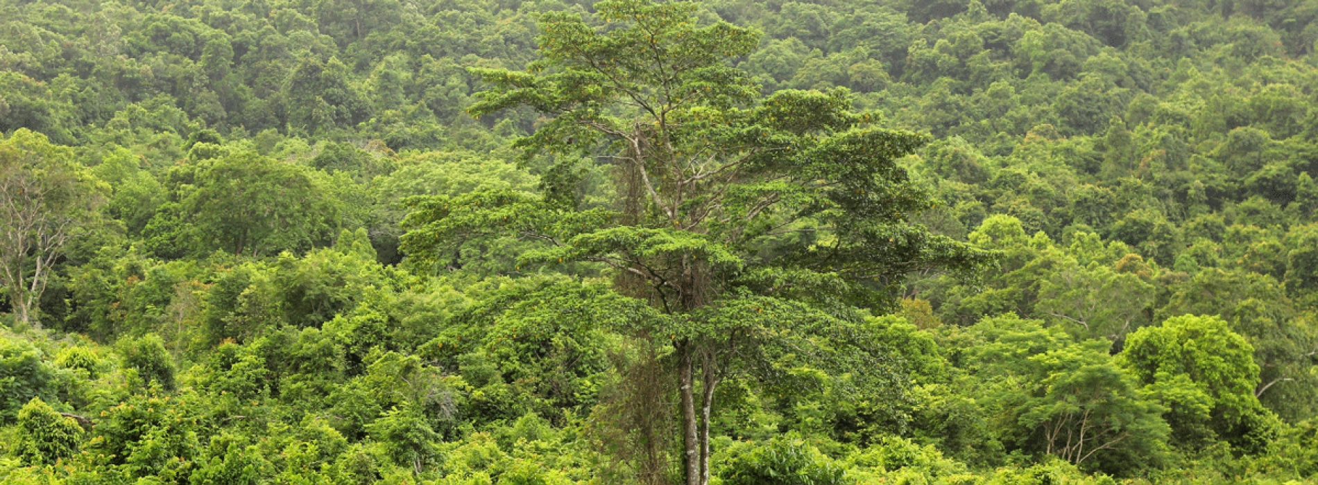 Observer la faune sauvage au Cambodge : une expérience nature unique en Asie du Sud-Est