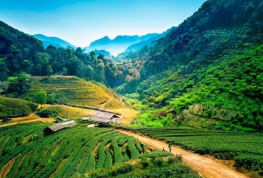 Chiang Mai - Sanctuaire De La Jungle Des éléphants (B/L)