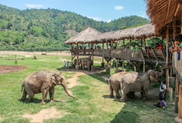 Chiang Mai – Expérience avec les éléphants (demi-journée) – Wat Doi Suthep (B/L/-)