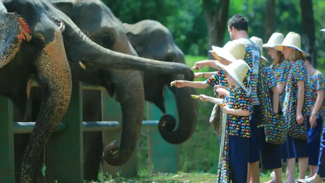 Chiang Mai - Sanctuaire des éléphants Elephant Jungle : expérience d’une journée complète