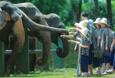 Chiang Mai - Sanctuaire des éléphants Elephant Jungle : expérience d’une journée complète (B/L/-)