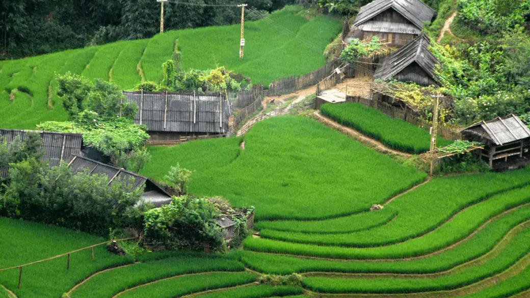 Mu Cang Chai - Sapa