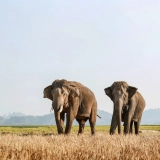 Petit circuit à Dak Lak 2 jours : Aventure sauvage