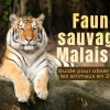 Faune sauvage Malaisie : Guide pour observer les animaux en 2026