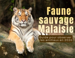 Faune sauvage Malaisie : Guide pour observer les animaux en 2026
