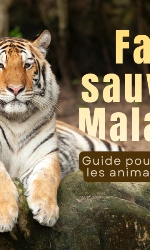 Faune sauvage Malaisie : Guide pour observer les animaux en 2026