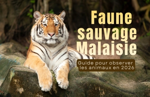 Faune sauvage Malaisie : Guide pour observer les animaux en 2026