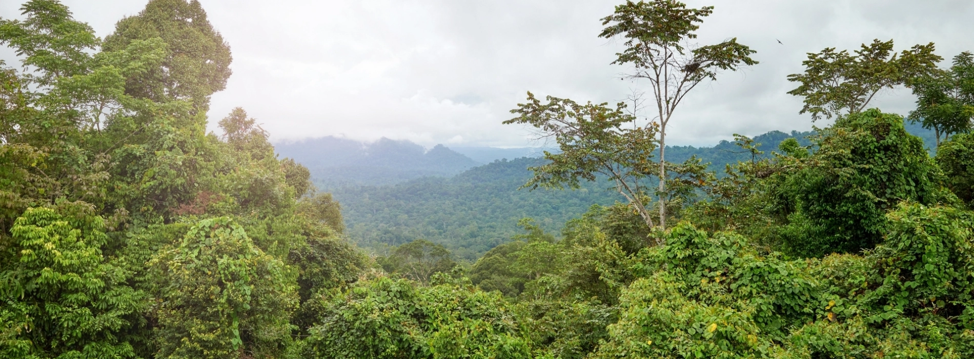 Faune sauvage Malaisie : Guide pour observer les animaux en 2026