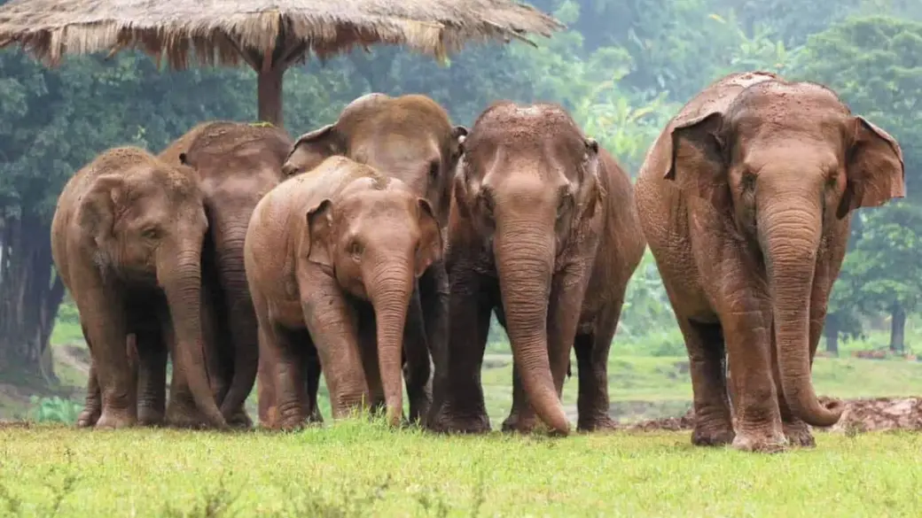 Chiang Mai – Elephant Jungle Sanctuary Tour collectif avec guide francophone