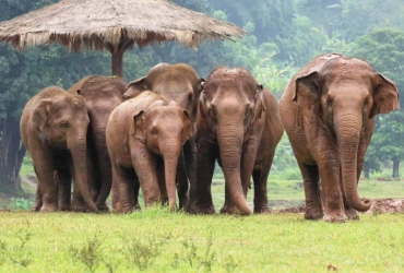 Chiang Mai – Elephant Jungle Sanctuary (B/L) Tour collectif avec guide francophone